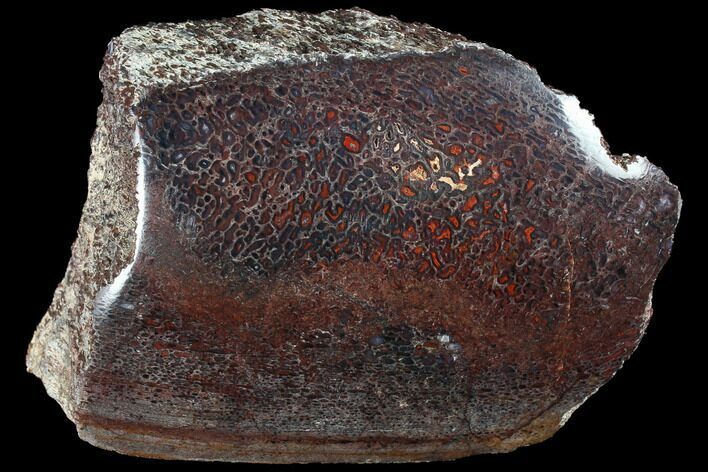 Polished Dinosaur Bone (Gembone) Section - Colorado #86831